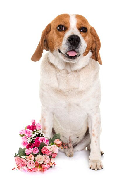 Beagle hond