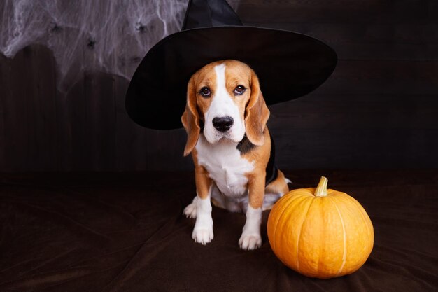 A beagle in a house decorated for Halloween a witch's hat a spider web a pumpkin