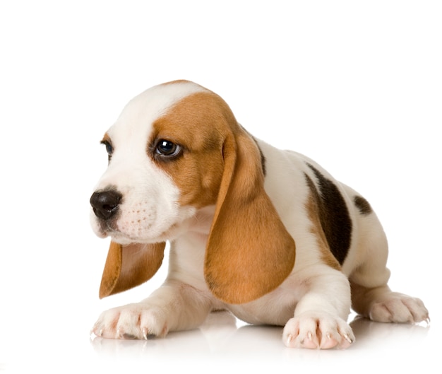 Beagle isolated on white