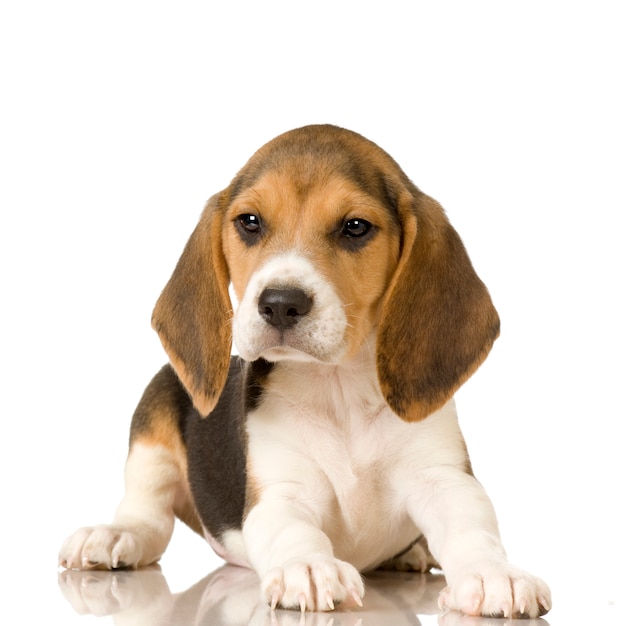 Beagle isolated on white