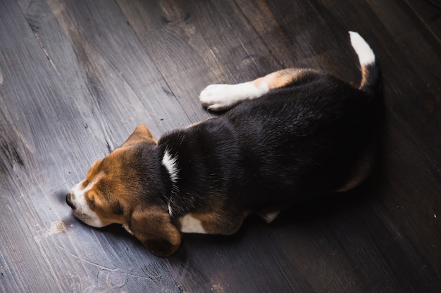 Beagle posa sul pavimento