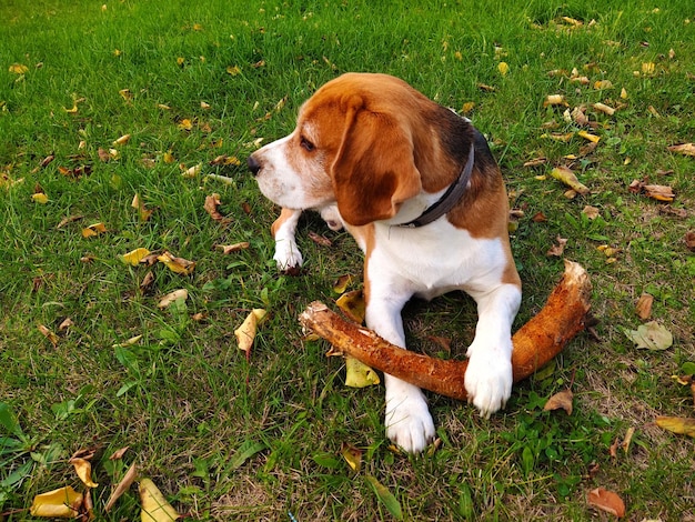 The beagle lies on the grass and looks away