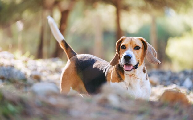 Foto beagle che gioca nella foresta