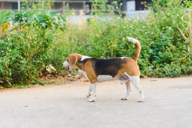 Beagle portrait