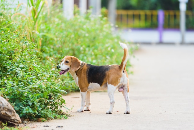 Beagle portret