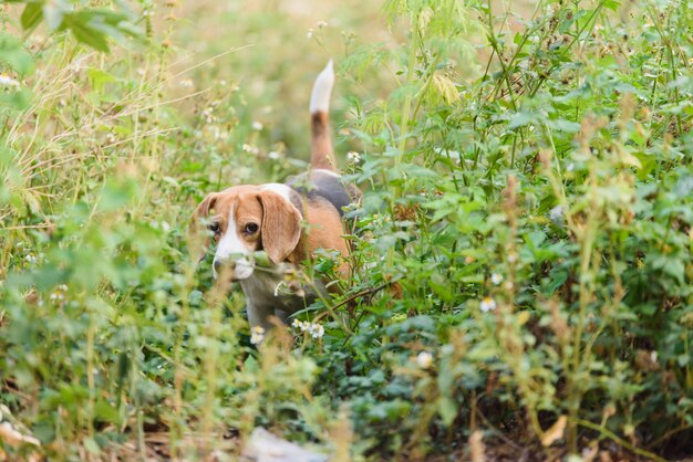 Beagle portret