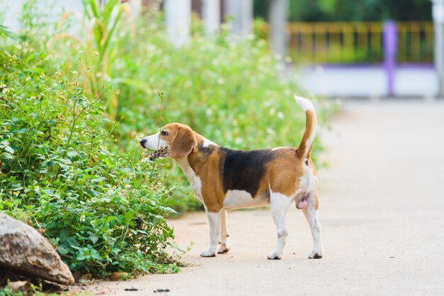 Beagle portret