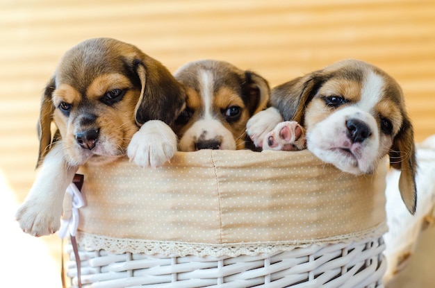 写真 ビーグルの子犬