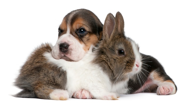 Beagle puppy, 1 maand oud, en een konijn voor witte muur