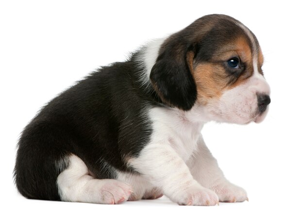 Beagle Puppy, 1 maand oud, zittend