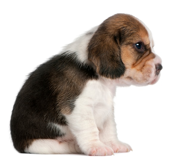 Beagle Puppy, 1 month old, sitting 