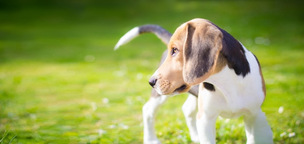 ビーグル子犬犬の肖像画