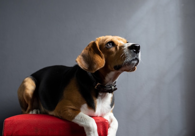 beagle puppy hondje opzoeken op grijs scherm