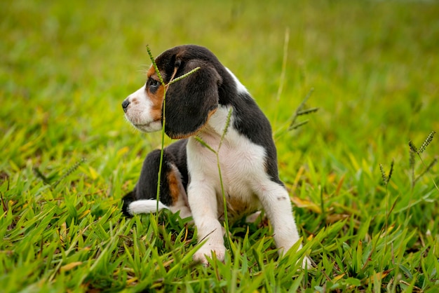 Beagle puppy playing on green grass.