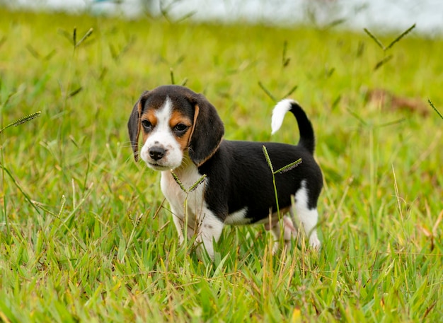 Beagle puppy playing on green grass.