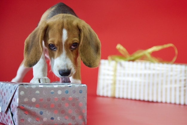 Beagle puppy on a red background opens a gift with its fangs looking at the camera