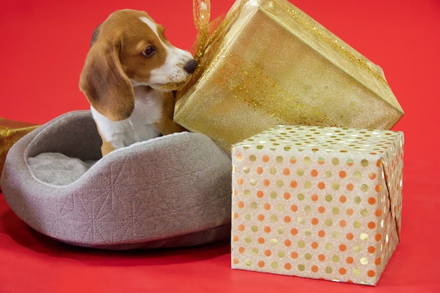 Beagle puppy on a red background pulls a gift bow with its fangs looking at the camera