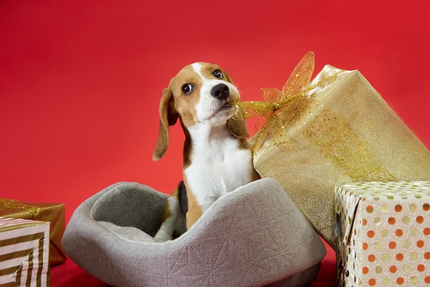 Beagle puppy on a red background pulls a gift bow with its fangs looking at the camera