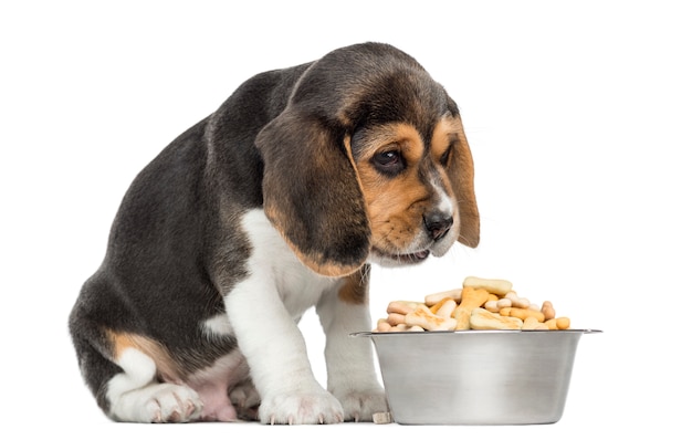 Beagle puppy sitting in front of a full dog bowl with despair, isolated