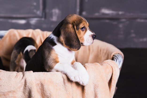 Beagle puppy zitten in de mand