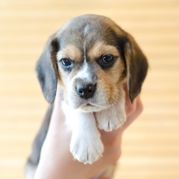 Beagle puppy