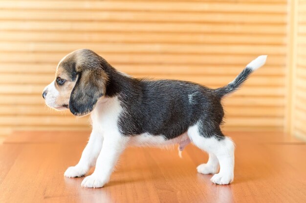 Beagle puppy