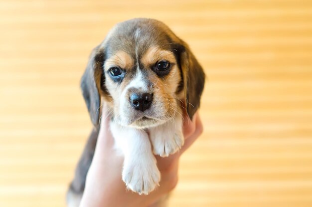 Beagle puppy