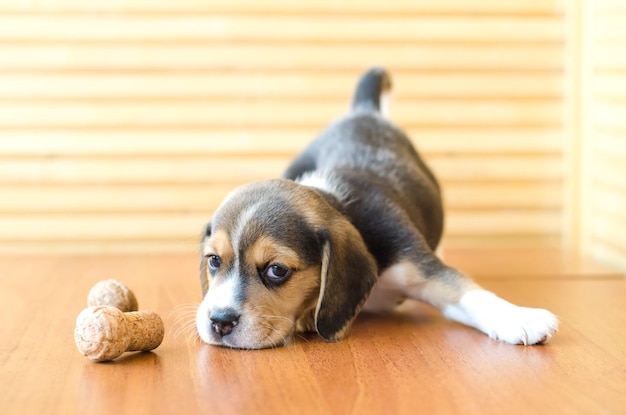 ビーグルの子犬