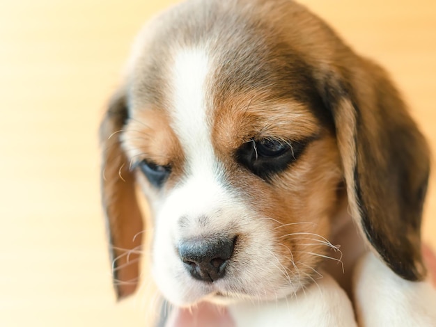 Beagle puppy