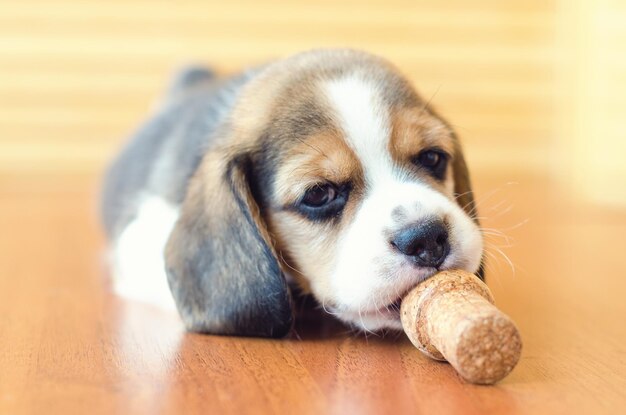 Foto cucciolo di beagle