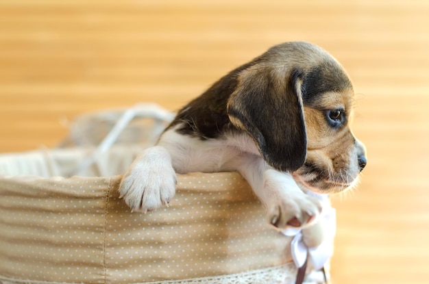 Beagle puppy