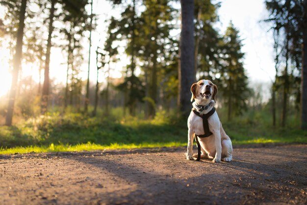 Photo beagle relaxing on road