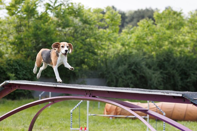 Бигль бежит в парке аджилити на выставке собак Agility