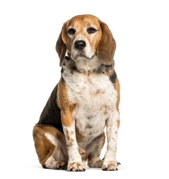 Beagle sitting against white background