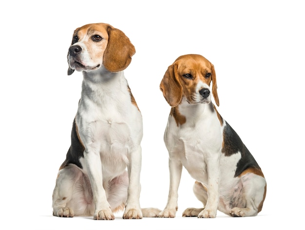 Beagle sitting in front of white background