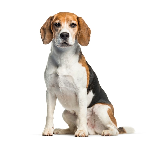 Beagle sitting in front of white background