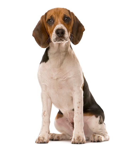 Beagle sitting in front of a white wall