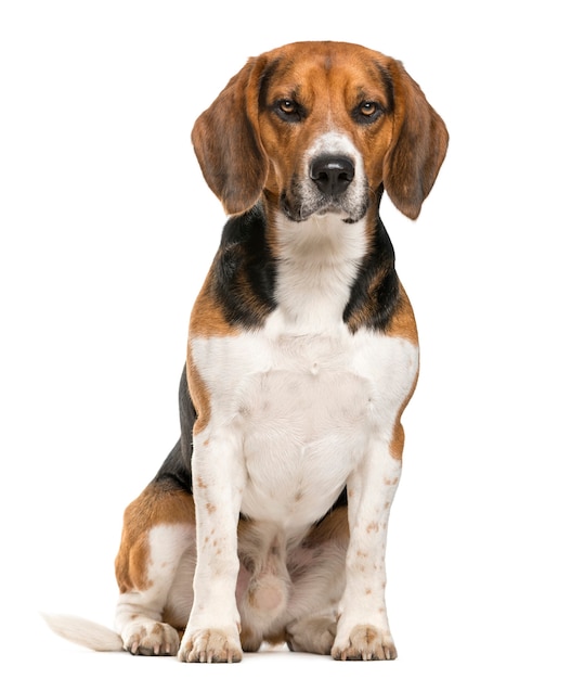 Beagle sitting in front of a white wall