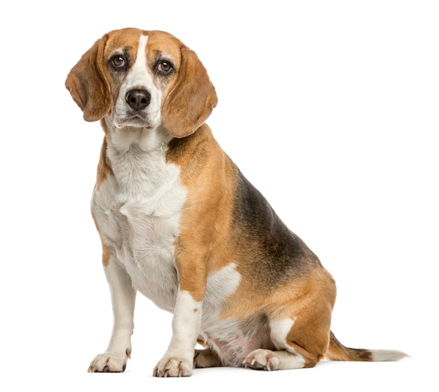 Beagle sitting in front of a white wall