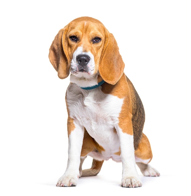 Beagle sitting isolated on white