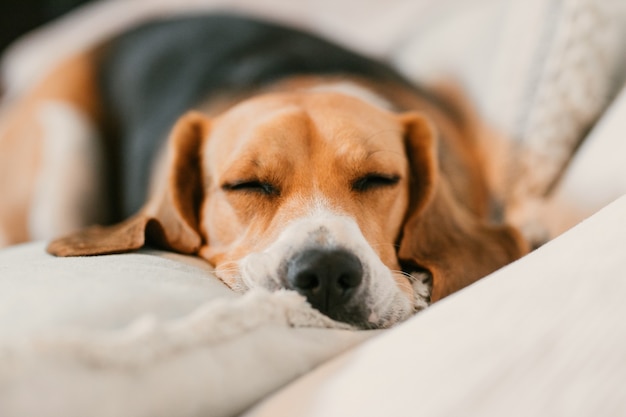 Beagle slaapt op de bank