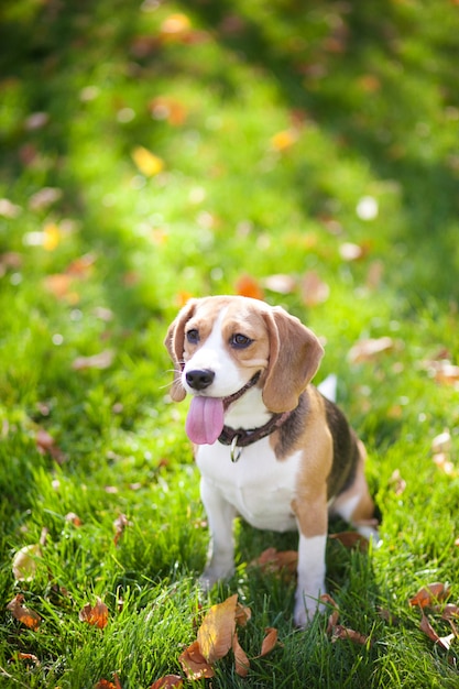 Beagle spelen in het groene gras