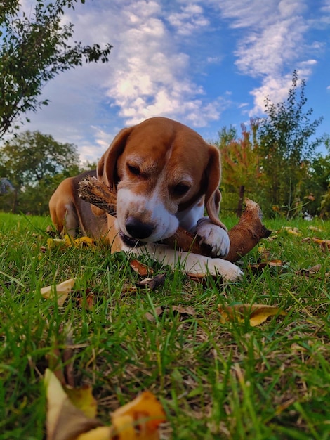 Beagle spelen met een stok op het gras