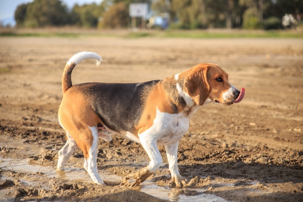 泥の中の足と舌を出して歩くビーグル犬