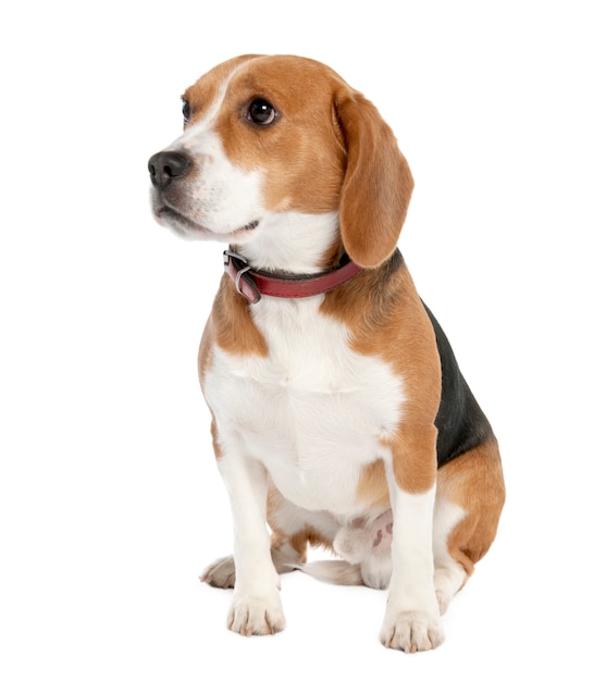 Beagle with 18 months old. Dog portrait isolated