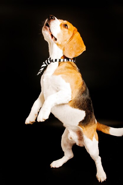 A beagle with a tie that says " the dog is looking up "