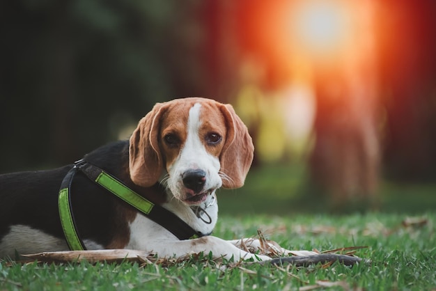 田園地帯で日没時に草の中に舌でビーグル犬の肖像画バックライト付きの背景動物の犬の概念