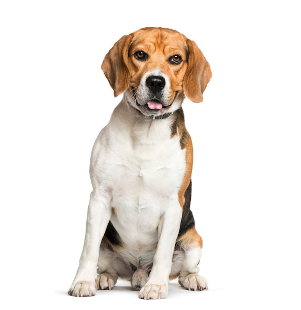 Beagle zit voor witte achtergrond