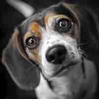 Photo beagle