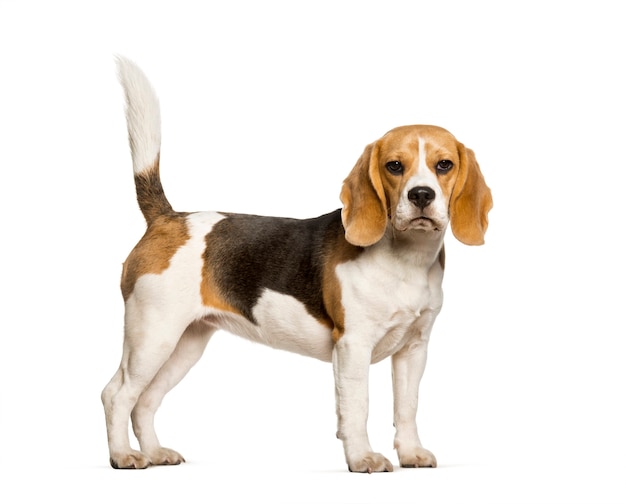 Beagles dog standing against white